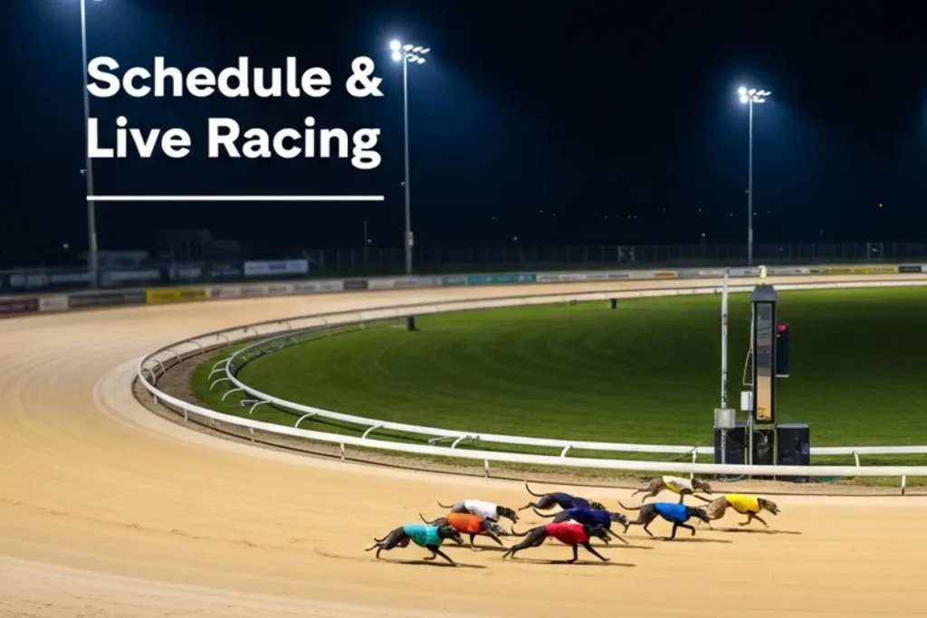 Floodlit Towcester greyhound stadium on race night with dogs approaching the first bend